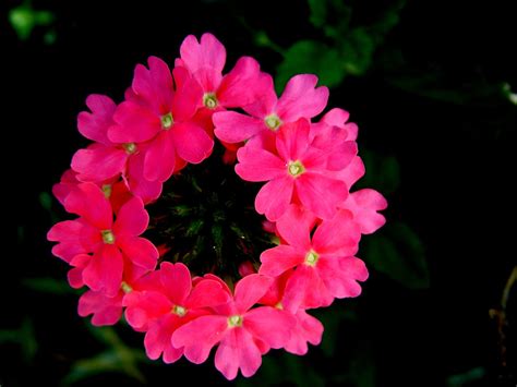Round Flower Free Photo Download Freeimages