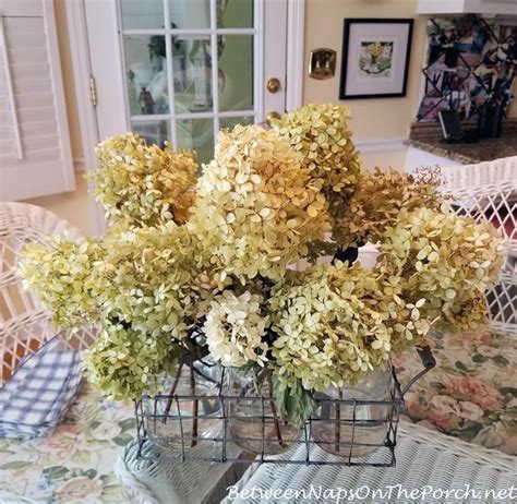 The Easy Way To Dry Or Preserve Limelight Hydrangea Blossoms