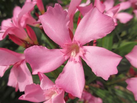 Prized for its heavenly scent. Pink flower with five petals - Nerium oleander - Apocynace ...