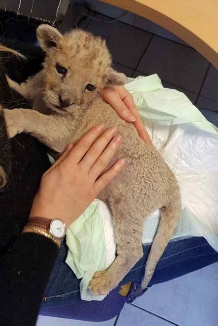 Seperti yang dijelaskan pada tabel kosngosan dibawah ini mengenai urutan pangkat golongan pns mulai dari yang paling tinggi hingga yang paling. Anak singa ditemui dalam garaj di Perancis | Utusan Borneo ...