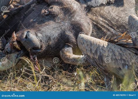 Vultures Feeding On A Buffalo Carcass Stock Image Image Of Animals