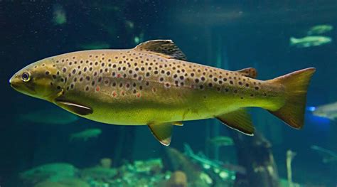 Exotic Brown Trout Threatening Native Himalayan Fish Species Study