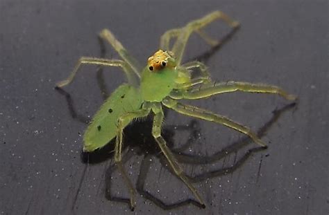 I think it's an orchard spider? Magnolia Green Jumping Spider Facts, Identification & Pictures