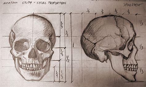 Viverly Mercado Skull Proportion And Blocking Study