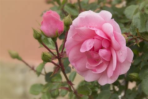 Foto Gratis Rose Rosa Fiore Fiori Immagine Gratis Su Pixabay