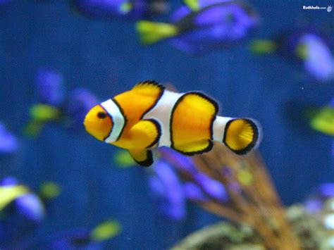 Wallpapers Million Free Visitors: Fish Images
