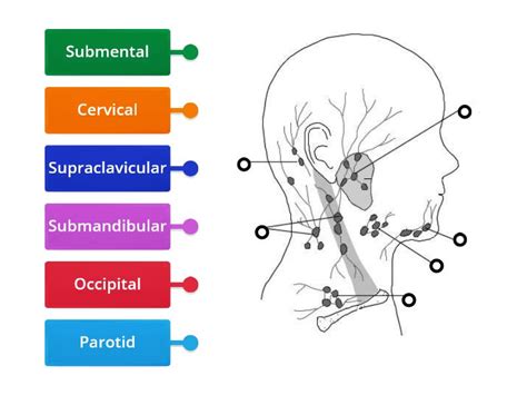 Face And Head Lymph Nodes Labelled Diagram