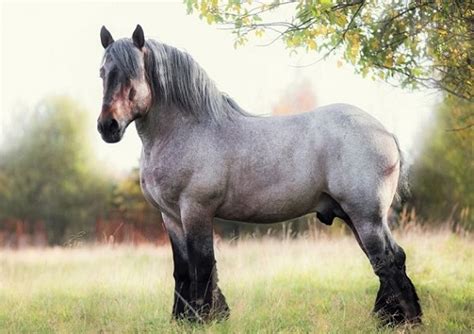 6 Strongest Horse Breeds In The World