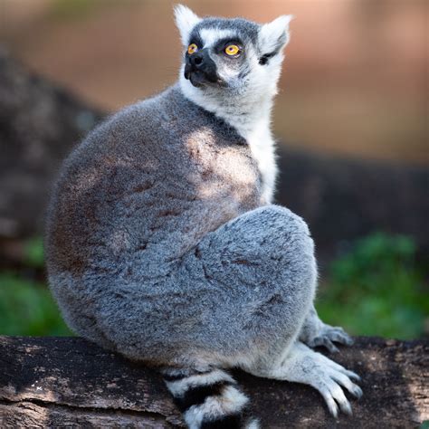 Happy World Lemur Day From The Lemurs