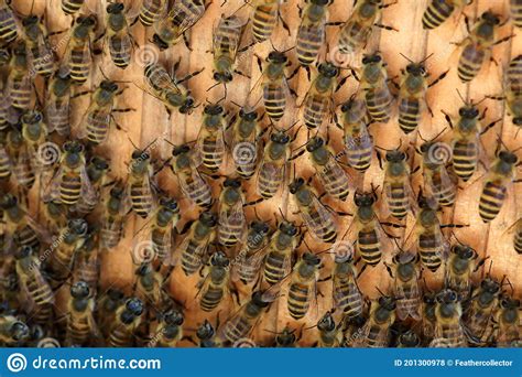 Japanese Honey Bee Stock Photo Image Of Cerana Flock 201300978
