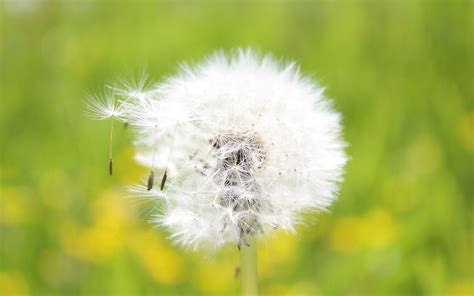 Download Wallpaper 3840x2400 Dandelion Grass Seeds Feathers Bright