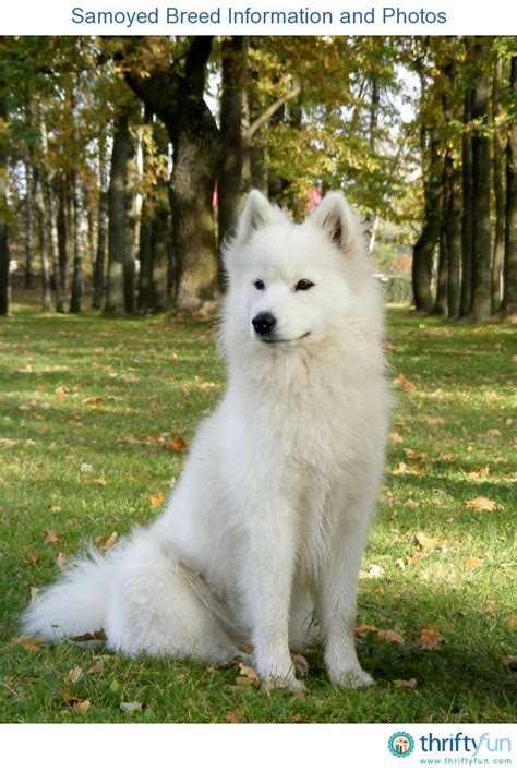 Samoyed Breed Information And Photos Herding Dogs