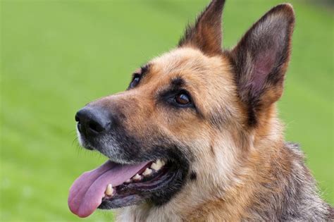 What Dog Breed Embodies True Bravery