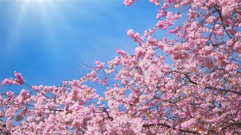 Branch With Dreamy Cherry Blossoms And Sunrays Stock Footage Video Of