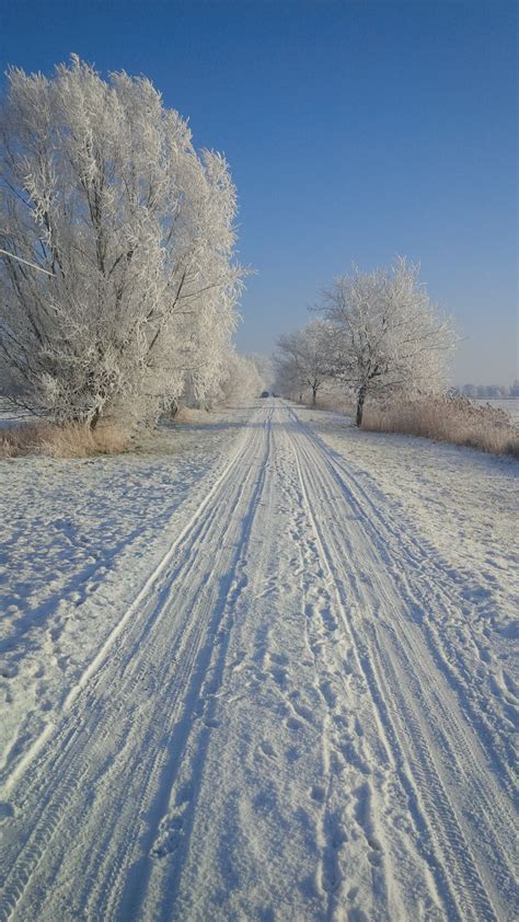 Fotos Gratis Paisaje árbol Camino Horizonte Rama Nieve Invierno