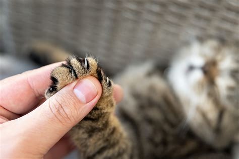 What Is Cat Declawing The Pros Cons And What To Know About Declawing