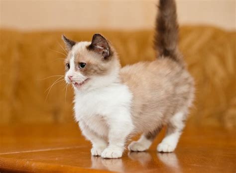 Порода кошек манчкин: описание и происхождение, окрас котов с короткими лапами, содержание и уход