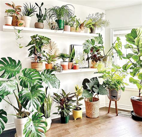 How Do I Look After My Houseplants In The Winter