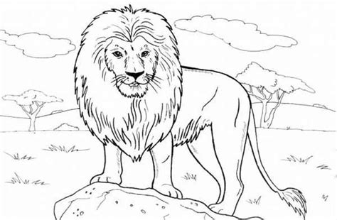 Kumpulan Gambar Mewarnai Singa Si Raja Hutan 5minvideoid