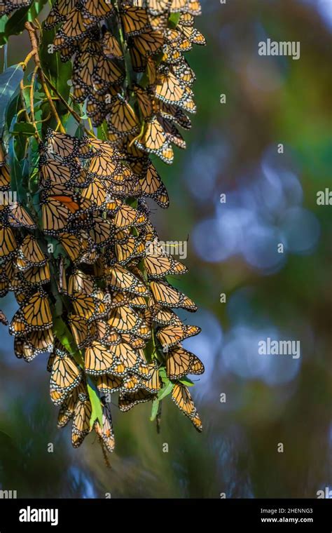 Monarch Butterflies Danaus Plexippus Overwintering In A Eucalyptus
