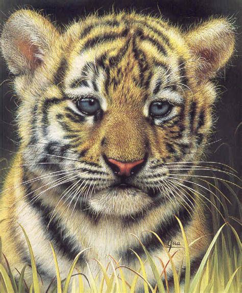 tiger cub