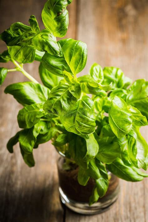 Red Basil Plant In Pot Stock Photo Image Of Flora Food 92863738