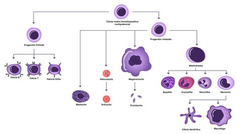 Visión General De Las Células Del Sistema Inmunitario Misistemainmune
