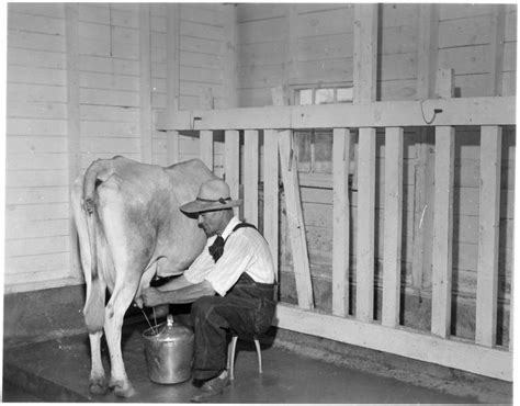 Milking Cow In Wooden Stanchions Farm Yard Cow Dairy Cow Breeds
