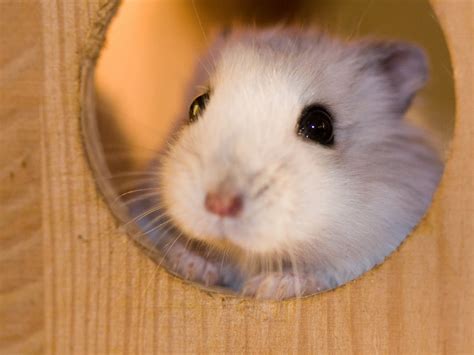 Hình ảnh chuột Hamster dễ thương cute đẹp nhất Hình nền chuột Hamster Link Tài Liệu Giáo Dục