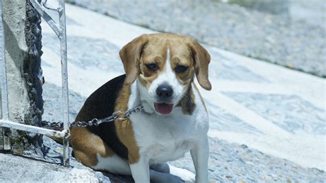 Perro Dog Mascota Foto Gratis En Pixabay Pixabay