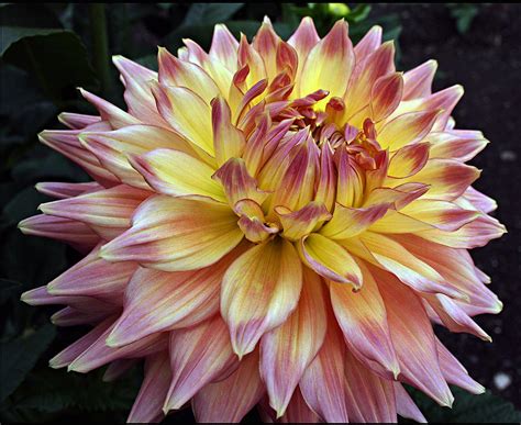 Variegated Giant Dahlia Photograph By Ellen Tully Fine Art America