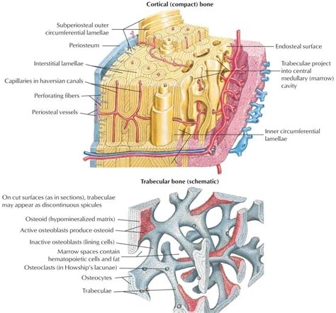The inner surface of compact bone is lined by a thin, cellular layer, the endosteum. Bone histology, general overview. Compact bone is the dense part of... | Download Scientific Diagram