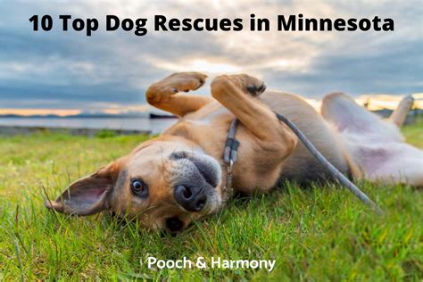 10 Top Dog Rescues In Minnesota Pooch And Harmony