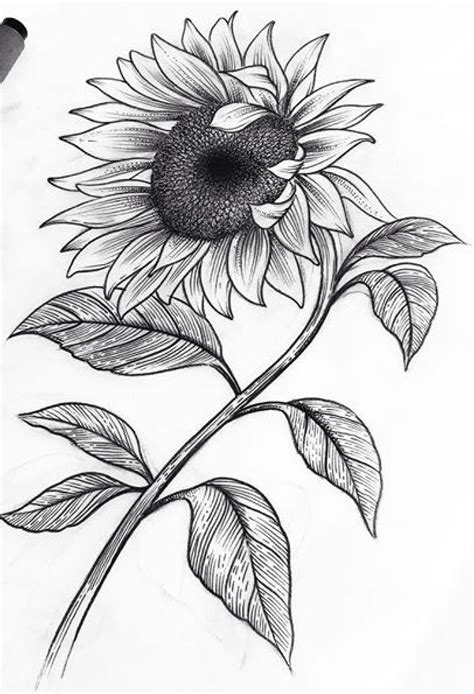 Pin By Jesse Dakoda Simeon On Tattoo Idea Drawings Sunflower Drawing