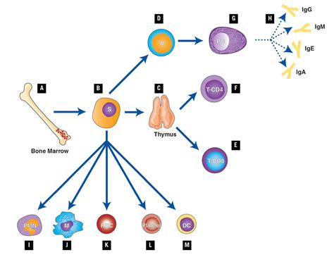 The Immune System And Primary Immunodeficiency Immune Deficiency
