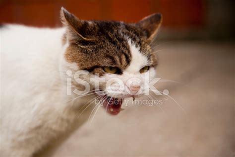 Hissing Cat Stock Photo Royalty Free Freeimages