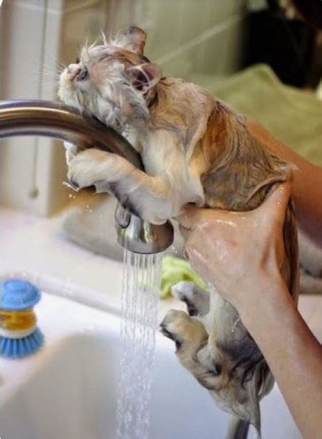 حمام کردن گربه به چه صورت باید باشد؟ دانشنامه حیوانات و گیاهان آریا