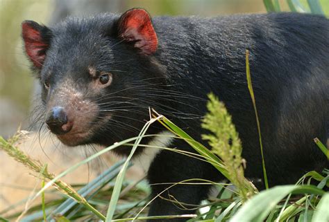 Inbred Tassie Devils Face Extinction Study Abc News Australian