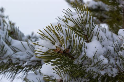 Snow Covered Pine Trees Branches Covered With Snow Frost Perfect
