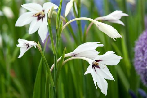 How To Grow And Care For Acidanthera Bbc Gardeners World Magazine