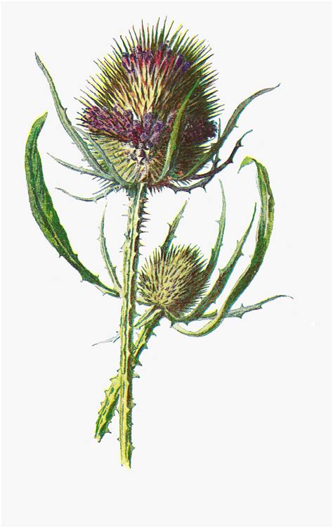 Free Digital Flower Clip Art Botanical Scottish Thistle