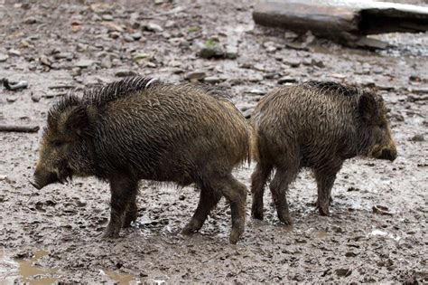 What does babi hutan mean in indonesian? イノシシ肉を刺身で生食するのは危険 HEV感染・急性肝炎による死亡例も | ペトこと
