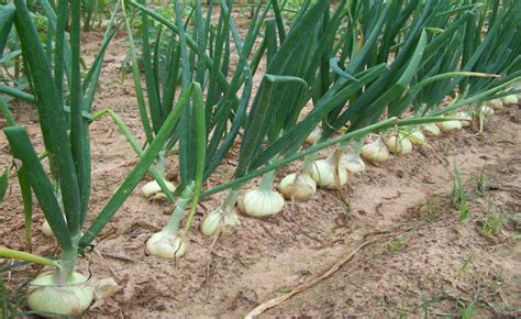 200vidalia Sweet Onion Seeds Organic Non Gmo 110170 Days Springfall