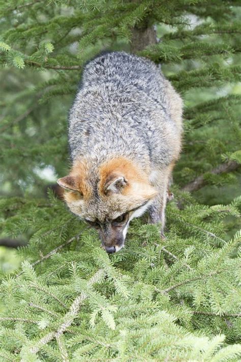 Grey Fox In Tree Stock Image Image Of Mammal Cute Animals 36510475