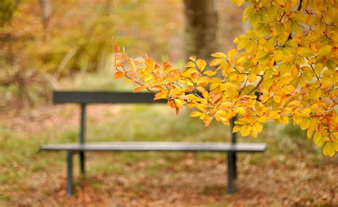 Autumn Benches Wallpapers Wallpaper Cave