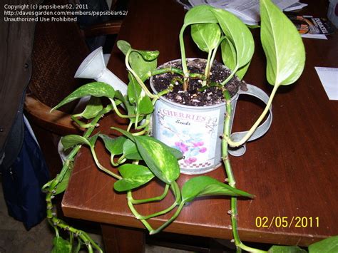 Plant Identification Closed Houseplant Id And Care 1 By Pepsibear62