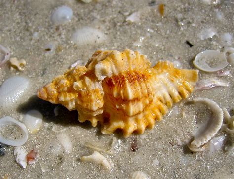 4 Legged Starfish I Love Shelling