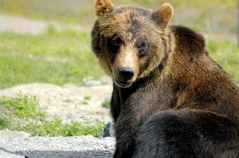 Free Picture Brown Bear Ursus Arctos Big Bear