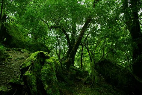 Rainforest And Moss Cool Temperate Rainforest On The Dorrigo Flickr