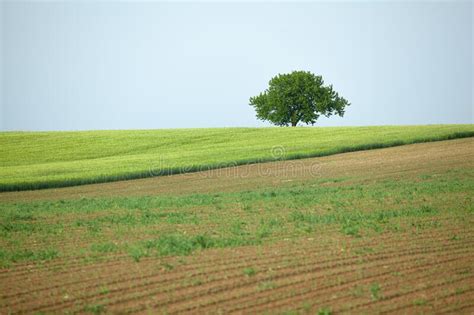 A Lone Tree In The Field Stock Photo Image Of Farming 183432964